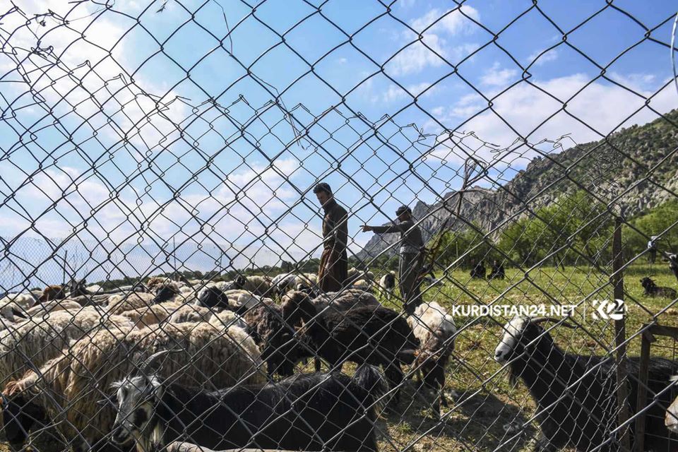 بالصور | الأغنام تنتعش بـ